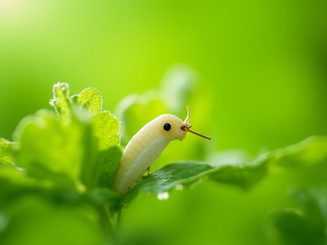 自然豊かな環境で持続可能な養蚕が行われている様子、健康な蚕が桑の葉を食べる